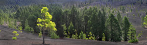 La Palma island, El Pilar, lava scenery, the Canaries, Spain, Europe, panoramic picture La Palma island, El Pilar, lava scenery, the Canaries, Spain, Europe, panoramic picture
